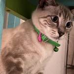 Carlos david Castro perez Profile Picture