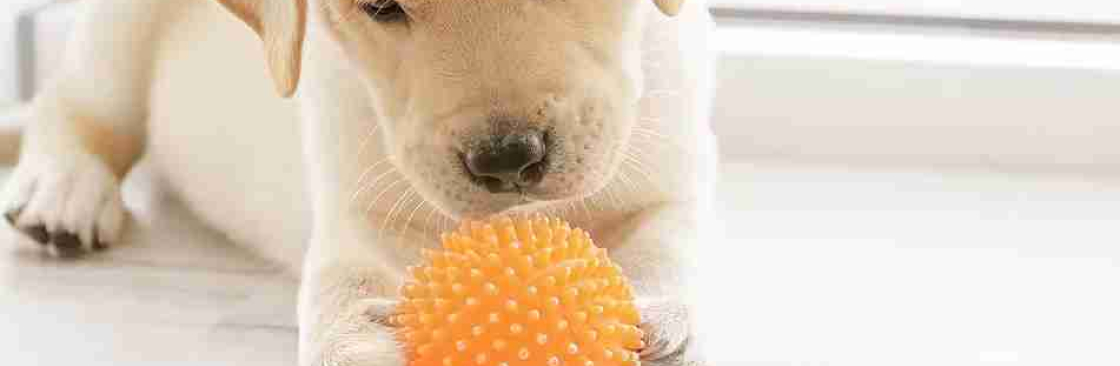 Paws Spas Cover Image