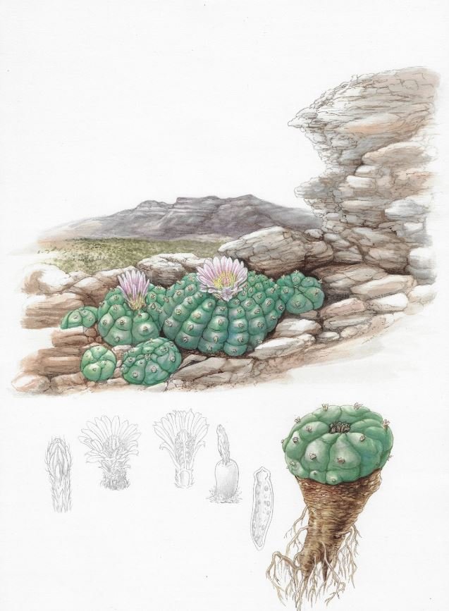 Support Sacred Sustainability: Peyote Conservation & Morning Star Mission Donations - Blog Posting Today
